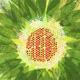 botanical
